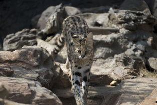 豹子胆,豹子胆的传奇冒险之旅